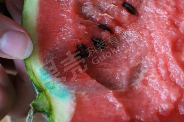 图6 注射色素溶液，放置48小时后瓜瓤外观变化。