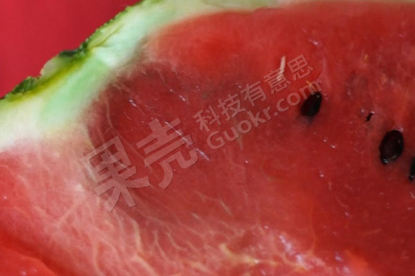 图7 注射色素加饱和糖溶液，放置48小时后瓜瓤外观变化。