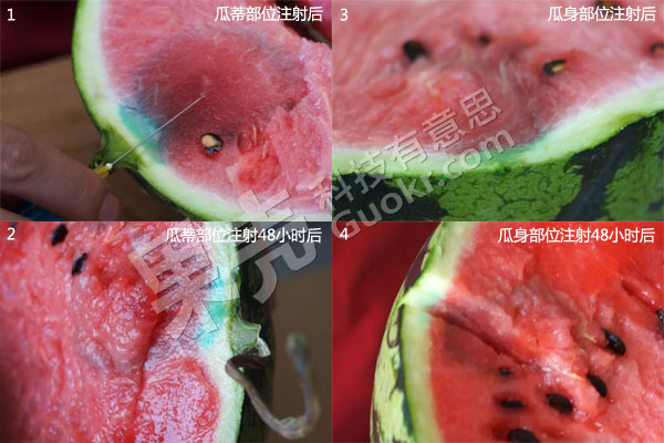 图5 1：瓜蒂注射色素溶液（4毫升）后扩散情况；2：瓜蒂注射色素溶液（约1.5毫升）放置48小时后扩散情况；3：瓜身注射色素溶液（约1毫升）后扩散情况；4：瓜身注射色素溶液（约1.5毫升）放置48小时后扩散情况。