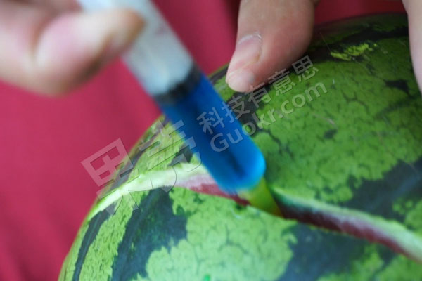 图3 从瓜身处注射时，西瓜突然裂开。