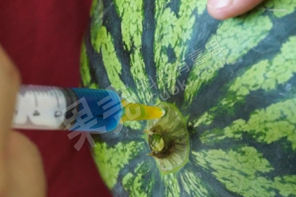 图2 从瓜蒂处注射，可以很容易打进去。