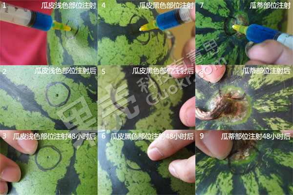图4 1、2、3：在瓜身浅色部位进行注射、注射之后、放置48小时之后的针孔外观；4、5、6：在瓜身黑色部位进行注射、注射之后、放置48小时之后的针孔外观；7、8、9：在瓜蒂部位进行注射、注射之后、放置48小时之后的针孔外观。