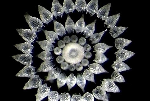 整个图案，直径不超过 2 mm。（图片：BBC）