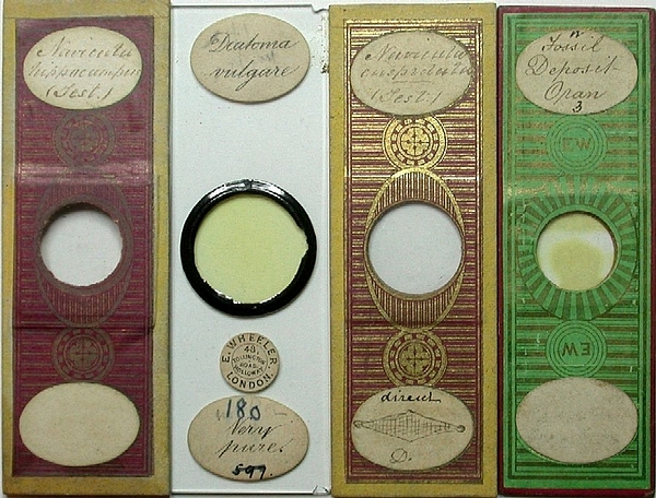 显微生物工艺片实物。中间一排圆圈内存放着显微工艺片，上面的标签注明作者，下面的则显示所用硅藻的种类。可以发现，显微生物工艺片用肉眼看，几乎完全无法看清。