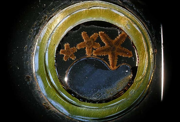 3 个小小的海星，错落地躺在酒精里，而黄色外圈的直径，还不到 1 cm。（图片：BBC）