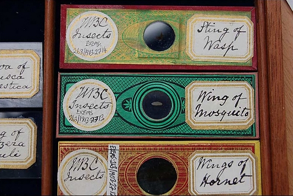 另一组显微生物工艺片的实物照片。中间存放工艺片，左边的标签标注的是展览代码（这是用于展览的工艺片），右边的标签则注明了显微工艺片中所用的材料。（图片：BBC）