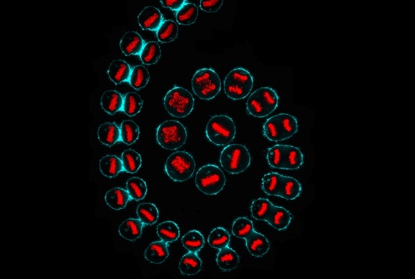 细胞的分裂（作者：KUAN-CHUNG SU AND MARK PETRONCZKI, LONDON RESEARCH INSTITUTE, CANCER RESEARCH UK）