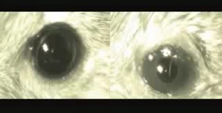 看不见和看得见：左边的老鼠眼睛对光没有反应；右边的老鼠眼睛遇光会收缩。（加州大学伯利克分校／图）