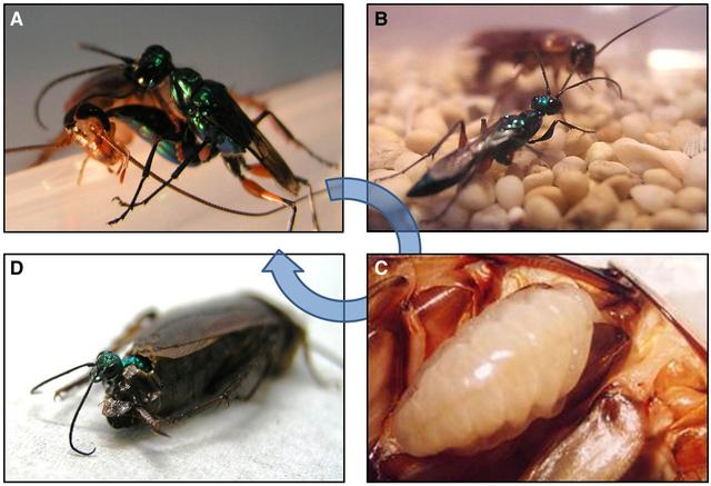 人类如何操纵巨人？