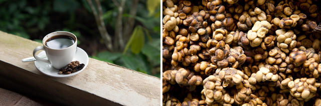 “猫屎咖啡，这屎玩意儿真不值那么多钱！”