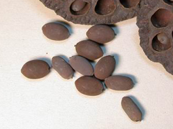 西红柿籽发芽，卖个“胎萌”而已，没那么可怕！