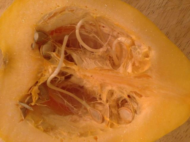 西红柿籽发芽，卖个“胎萌”而已，没那么可怕！