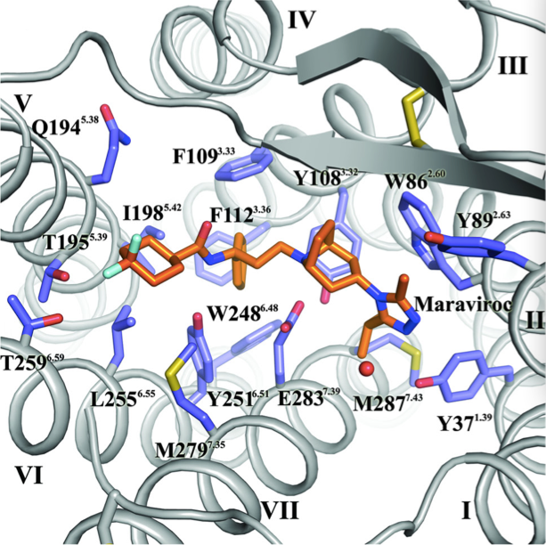 科学家查明HIV受体结构，抗艾新药指日可待！