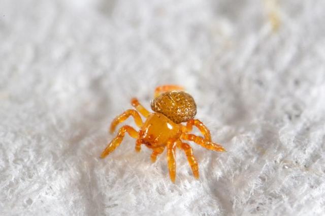 美丽+诡异：亚马逊的神秘“网塔”