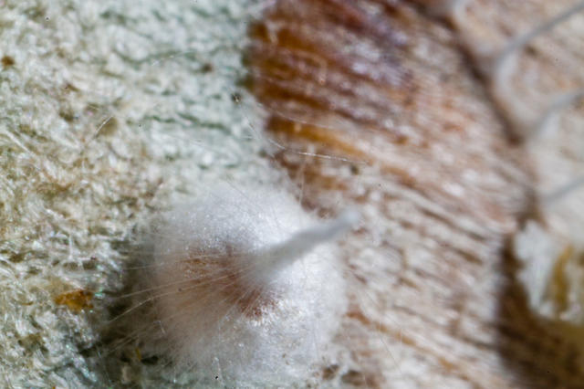 美丽+诡异：亚马逊的神秘“网塔”