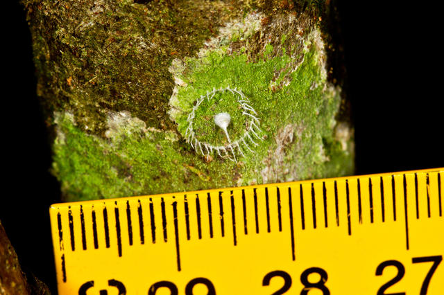 美丽+诡异：亚马逊的神秘“网塔”