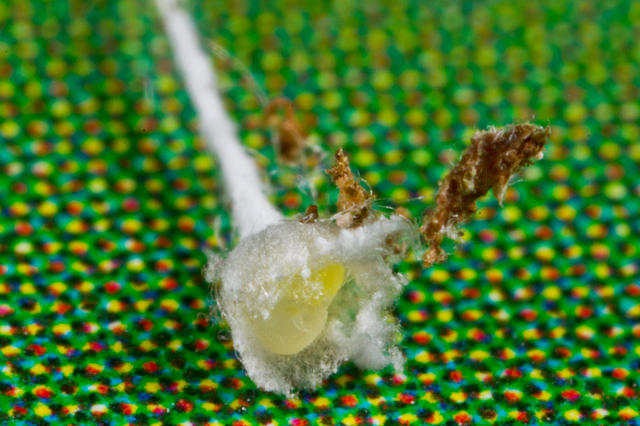 美丽+诡异：亚马逊的神秘“网塔”