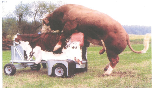 中国为啥要进口猪精液？