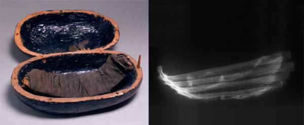 木乃伊吃什么？