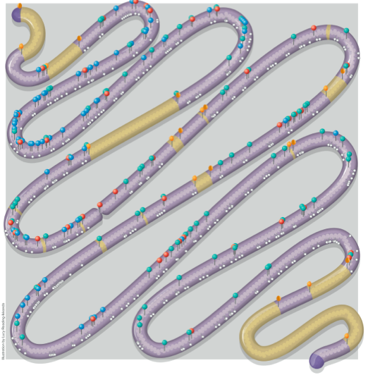 七年磨一剑：人工合成真核染色体！
