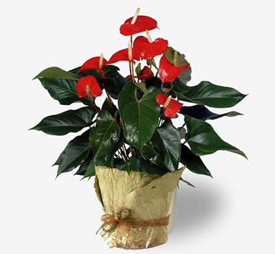 据美国宇航局说，这15种植物最能净化室内空气