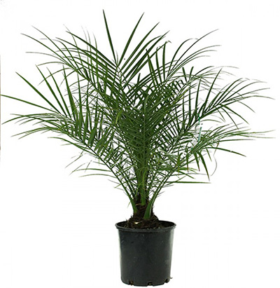 据美国宇航局说，这15种植物最能净化室内空气