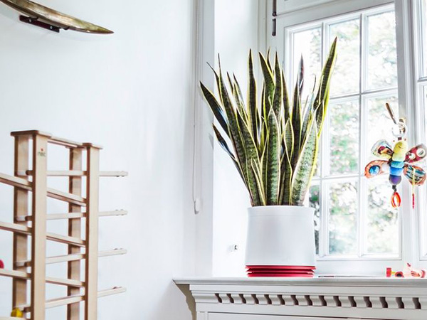 据美国宇航局说，这15种植物最能净化室内空气