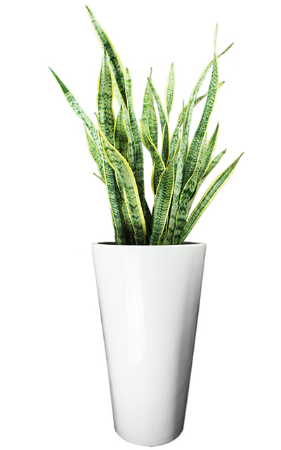 据美国宇航局说，这15种植物最能净化室内空气