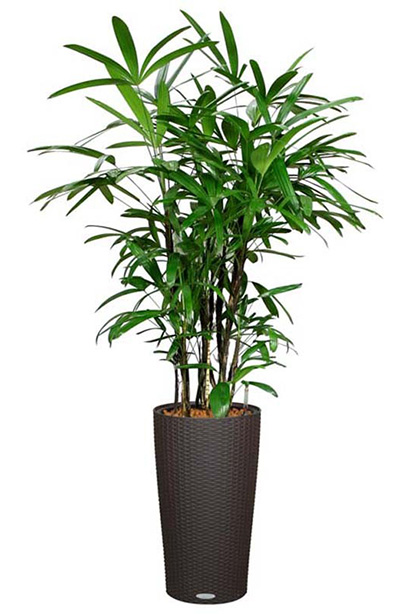 据美国宇航局说，这15种植物最能净化室内空气