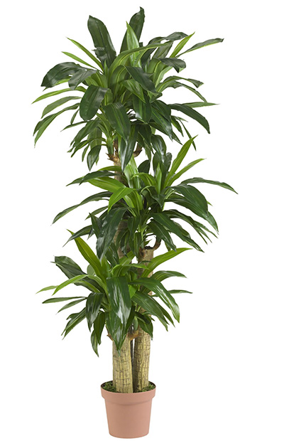 据美国宇航局说，这15种植物最能净化室内空气