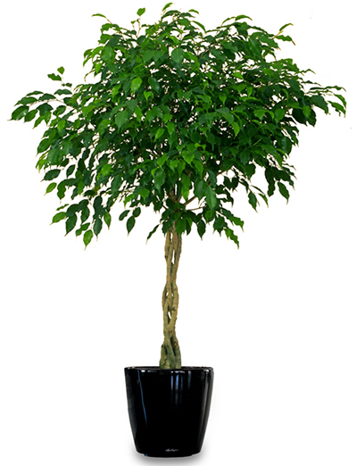 据美国宇航局说，这15种植物最能净化室内空气