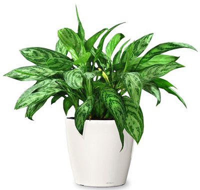 据美国宇航局说，这15种植物最能净化室内空气