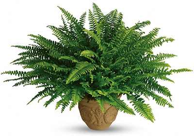 据美国宇航局说，这15种植物最能净化室内空气