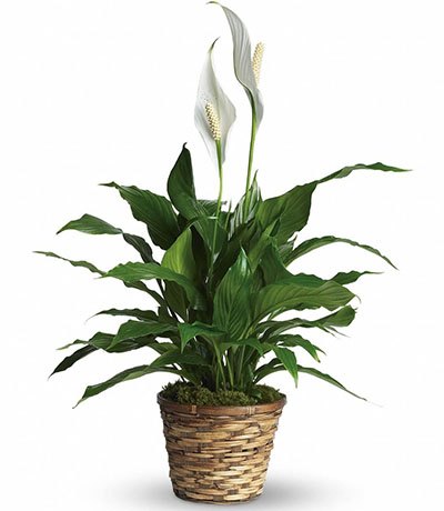 据美国宇航局说，这15种植物最能净化室内空气