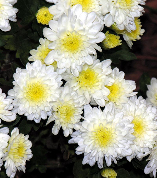 据美国宇航局说，这15种植物最能净化室内空气