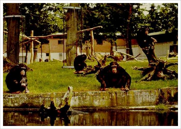 荷兰的阿纳姆动物园的 “户外黑猩猩群落圈养区”（图片：chimpansee.homestead.com）