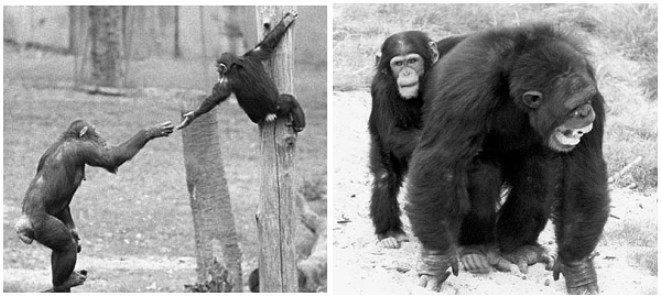 ［右］黑猩猩的“安慰”行为：一只年幼的黑猩猩把手臂搭在一头成年雄性黑猩猩身上，后者刚刚在与对手的争斗中败下阵来。要安慰他人，需要了解他人的情绪，感同身受，也就是具有 “移情能力”，德瓦尔由此推论，会安慰同伴的黑猩猩具有移情能力。［左］认知移情，也即了解对方的情况，给予特定的帮助行为。图为一只黑猩猩母亲听到儿子在一棵树上尖叫后，伸出手帮助她的儿子。（图片：Frans de Waal，via greatergood.berkeley.edu）