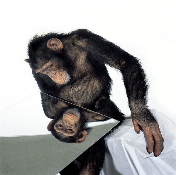 （James Balog，via spulomdingenvantemaken.nl）