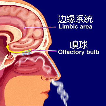 觉是唯一一种不需要经过丘脑这个中转站就能和大脑的记忆系统产生交流互动的知觉。图片来源：http://morphonix.com