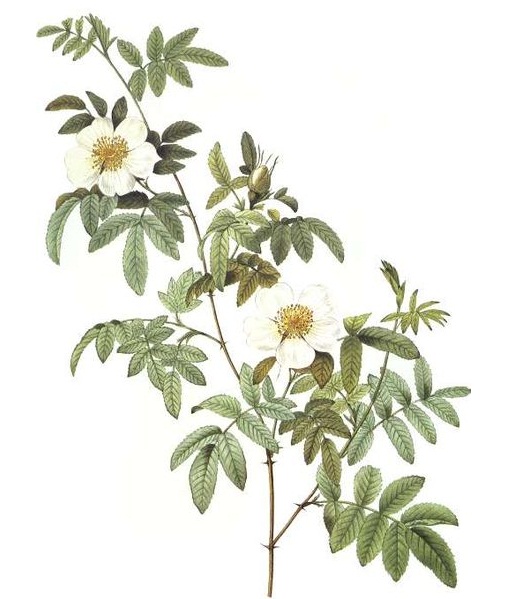 皮埃尔的植物图鉴