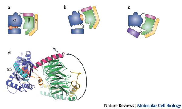 一种三聚体G蛋白的分子结构以及它与GTP相互作用时空间结构改变示意图。[4]