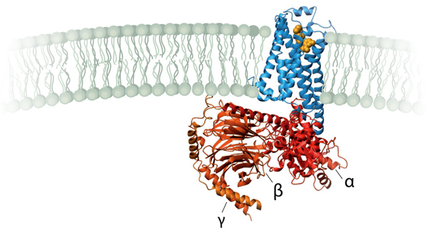 G蛋白偶联受体（蓝色）、三聚体G蛋白（红色）与激素（黄色）结合时的晶体结构。[6]