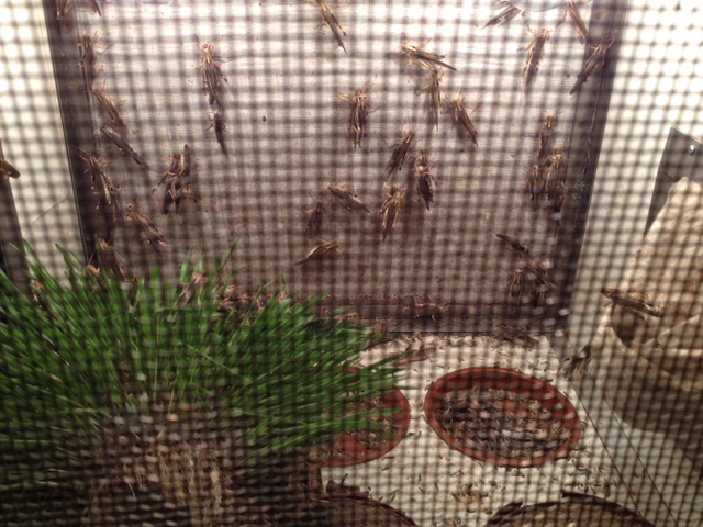 飞蝗基因组图谱问世：中国科学家破译迄今最大的动物基因组