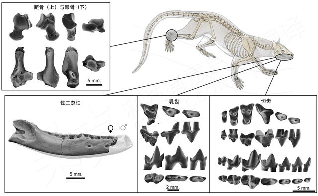 新化石：喵汪星人的共同祖先？