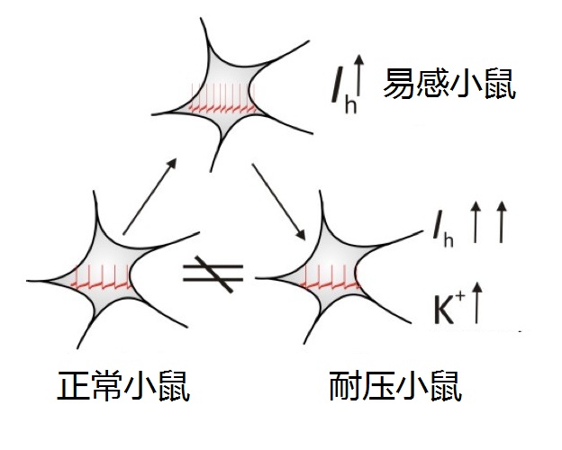 【论文故事】抗抑郁疗法新思路：遇强愈强，否极泰来