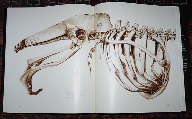 没有羽毛，鸟一样好看：果壳网专访插画师卡特里娜·范格鲁