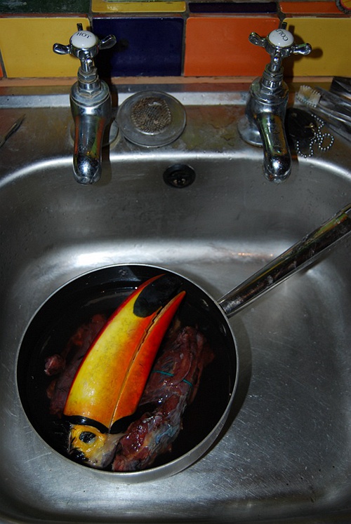 没有羽毛，鸟一样好看：果壳网专访插画师卡特里娜·范格鲁