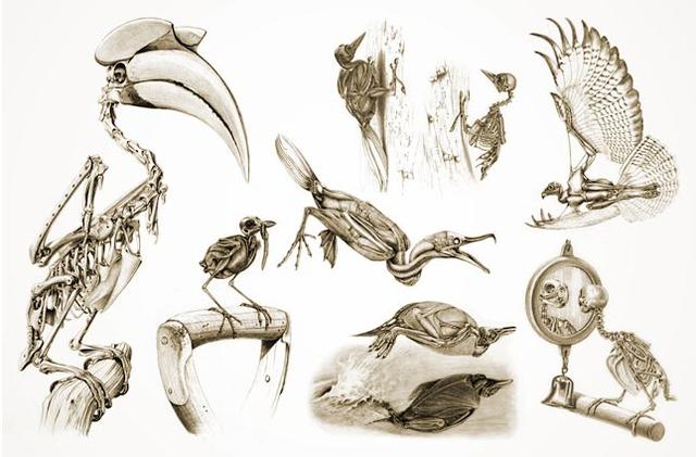 没有羽毛，鸟一样好看：果壳网专访插画师卡特里娜·范格鲁