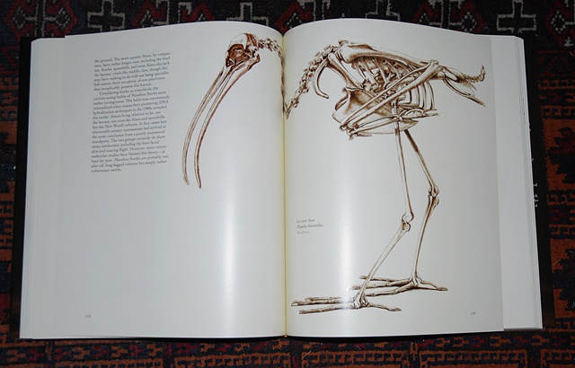 没有羽毛，鸟一样好看：果壳网专访插画师卡特里娜·范格鲁