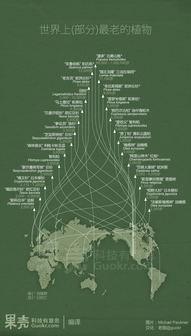 【信息图示】世界上最老的植物生长在哪里？